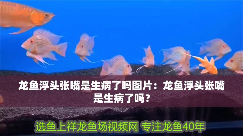 龍魚(yú)浮頭張嘴是生病了嗎圖片：龍魚(yú)浮頭張嘴是生病了嗎？ 龍魚(yú)浮頭張嘴是生病了嗎圖片：龍魚(yú)浮頭張嘴是生病了嗎？ 水族問(wèn)答