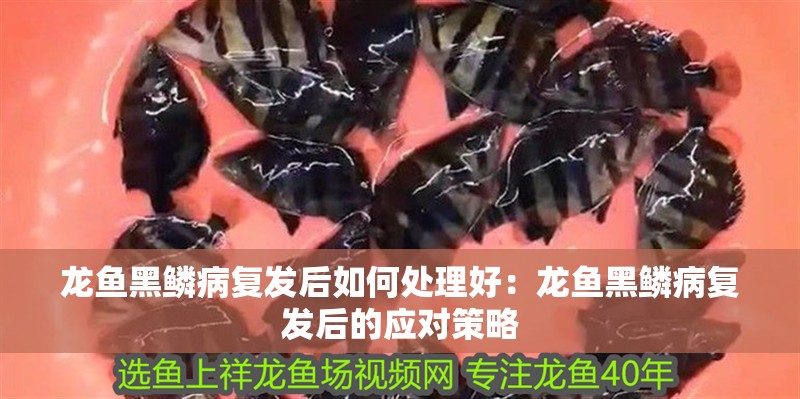 龍魚黑鱗病復發后如何處理好：龍魚黑鱗病復發后的應對策略