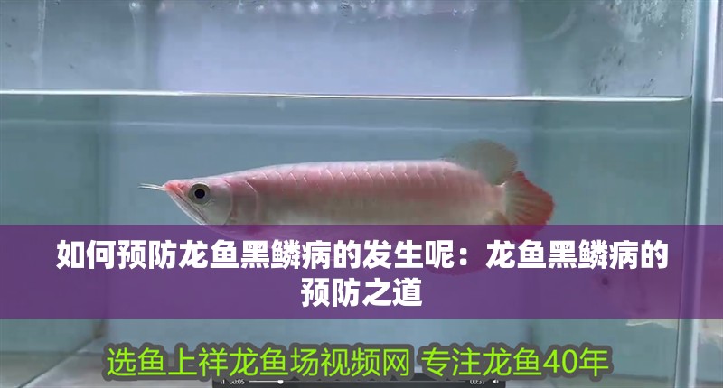 如何預防龍魚黑鱗病的發生呢：龍魚黑鱗病的預防之道