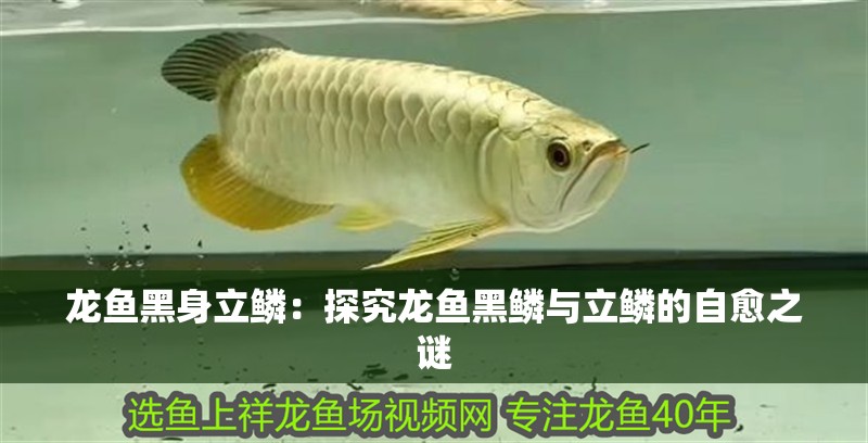 龍魚黑身立鱗：探究龍魚黑鱗與立鱗的自愈之謎