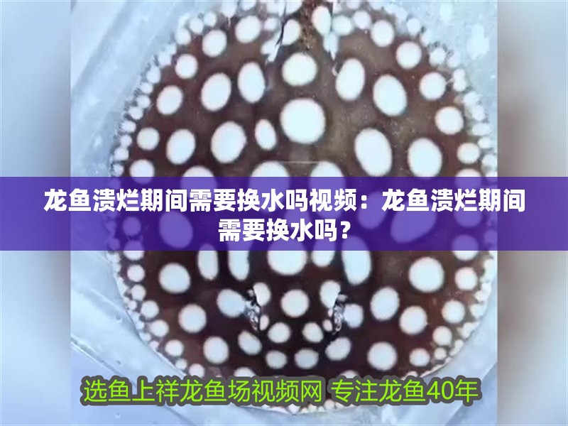 龍魚潰爛期間需要換水嗎視頻：龍魚潰爛期間需要換水嗎？