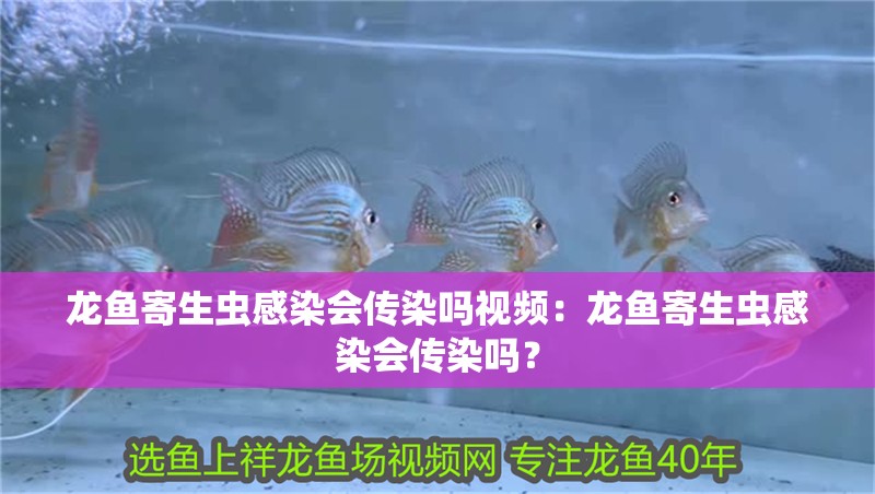 龍魚(yú)寄生蟲(chóng)感染會(huì)傳染嗎視頻：龍魚(yú)寄生蟲(chóng)感染會(huì)傳染嗎？