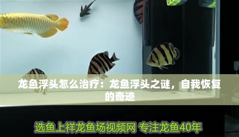 龍魚浮頭怎么治療：龍魚浮頭之謎，自我恢復的奇跡