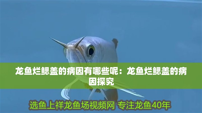 龍魚爛鰓蓋的病因有哪些呢：龍魚爛鰓蓋的病因探究