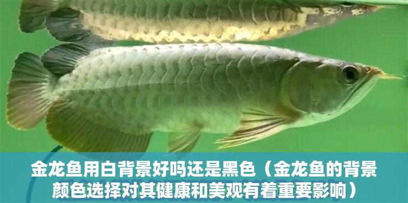 金龍魚用白背景好嗎還是黑色（金龍魚的背景顏色選擇對其健康和美觀有著重要影響）
