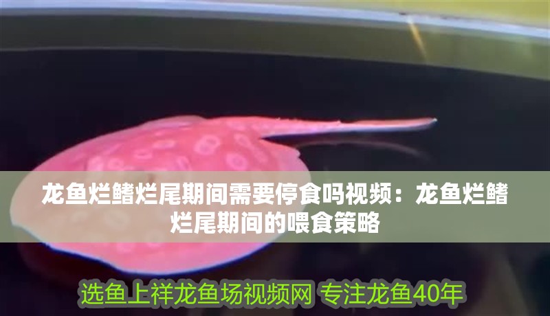 龍魚爛鰭爛尾期間需要停食嗎視頻：龍魚爛鰭爛尾期間的喂食策略