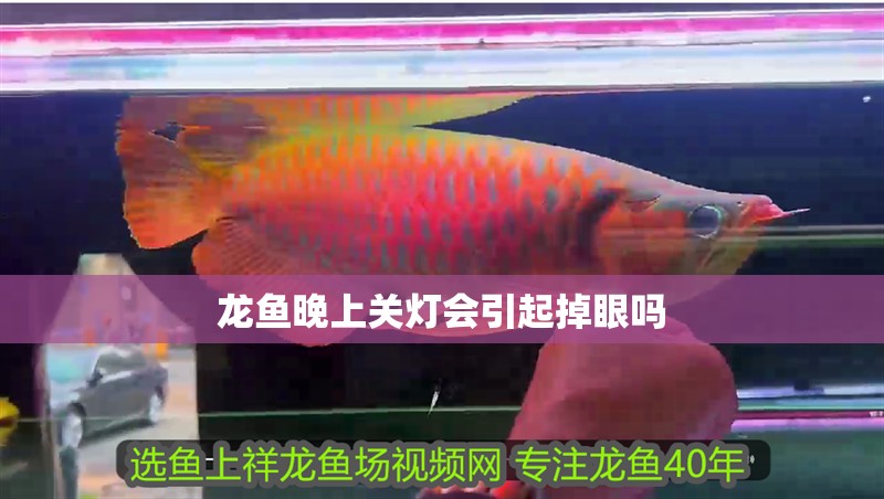 龍魚晚上關燈會引起掉眼嗎