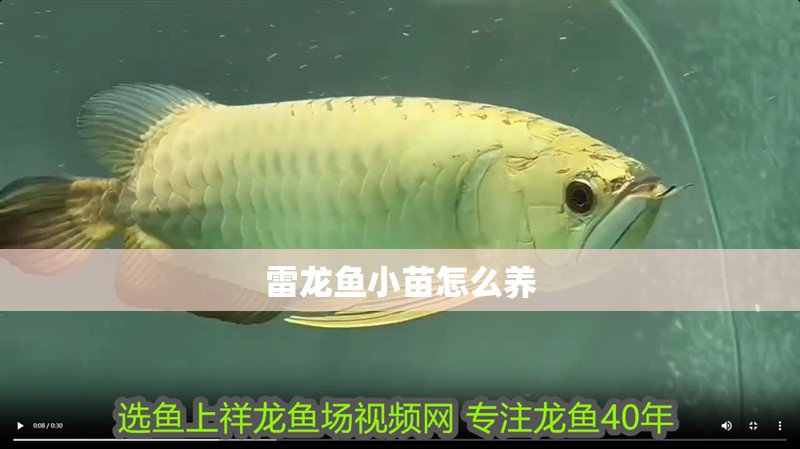 雷龍魚小苗怎么養