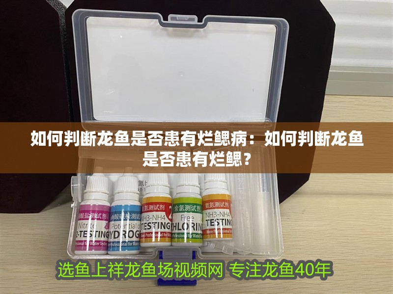 如何判斷龍魚是否患有爛鰓病：如何判斷龍魚是否患有爛鰓？