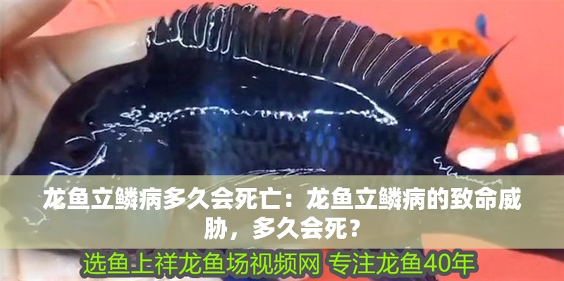 龍魚立鱗病多久會死亡：龍魚立鱗病的致命威脅，多久會死？