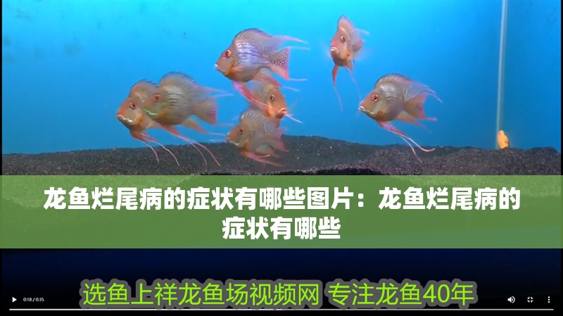 龍魚爛尾病的癥狀有哪些圖片：龍魚爛尾病的癥狀有哪些