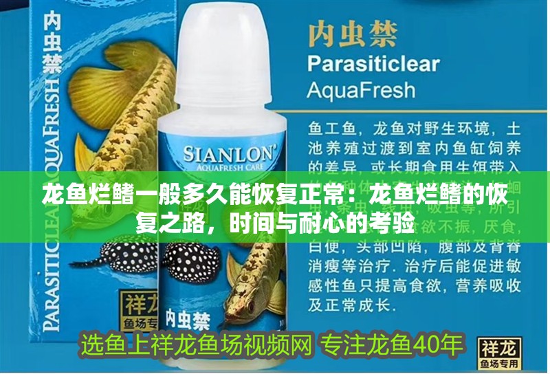 龍魚爛鰭一般多久能恢復正常：龍魚爛鰭的恢復之路，時間與耐心的考驗