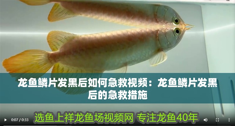 龍魚鱗片發黑后如何急救視頻：龍魚鱗片發黑后的急救措施