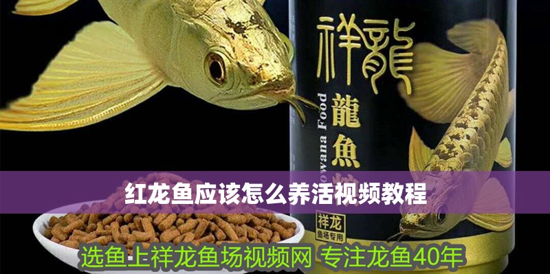 紅龍魚應(yīng)該怎么養(yǎng)活視頻教程 紅龍魚應(yīng)該怎么養(yǎng)活視頻教程 龍魚百科