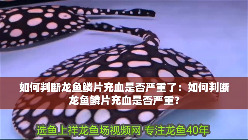 如何判斷龍魚鱗片充血是否嚴重了：如何判斷龍魚鱗片充血是否嚴重？