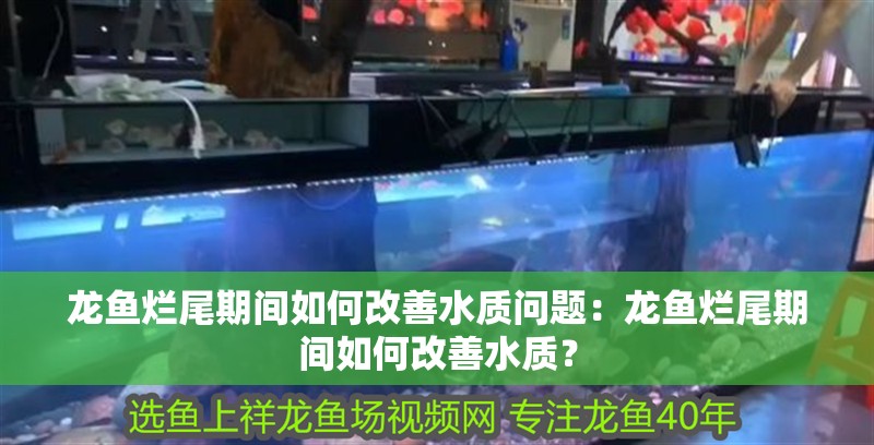 龍魚爛尾期間如何改善水質(zhì)問題：龍魚爛尾期間如何改善水質(zhì)？