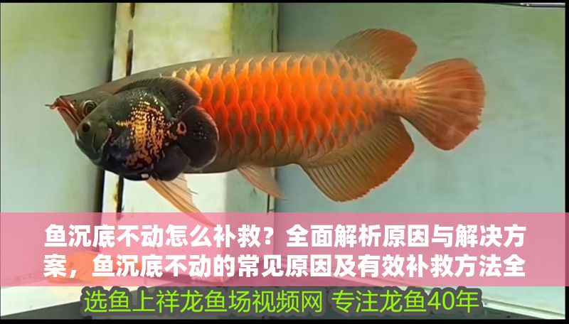 魚沉底不動怎么補救？全面解析原因與解決方案，魚沉底不動的常見原因及有效補救方法全解析