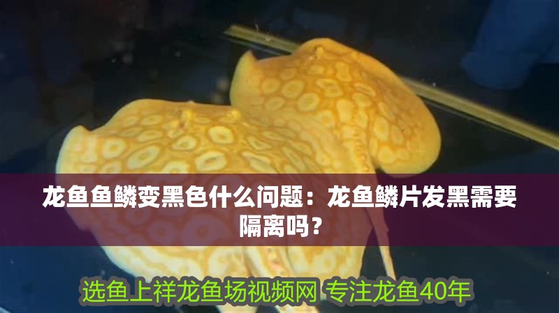 龍魚魚鱗變黑色什么問題：龍魚鱗片發(fā)黑需要隔離嗎？