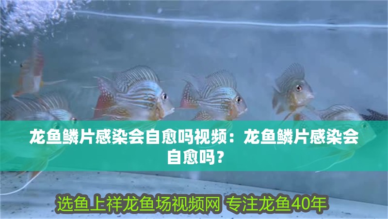 龍魚鱗片感染會自愈嗎視頻：龍魚鱗片感染會自愈嗎？
