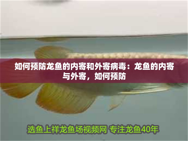 如何預防龍魚的內寄和外寄病毒：龍魚的內寄與外寄，如何預防