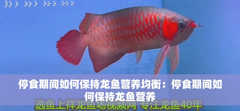 停食期間如何保持龍魚營養(yǎng)均衡：停食期間如何保持龍魚營養(yǎng)