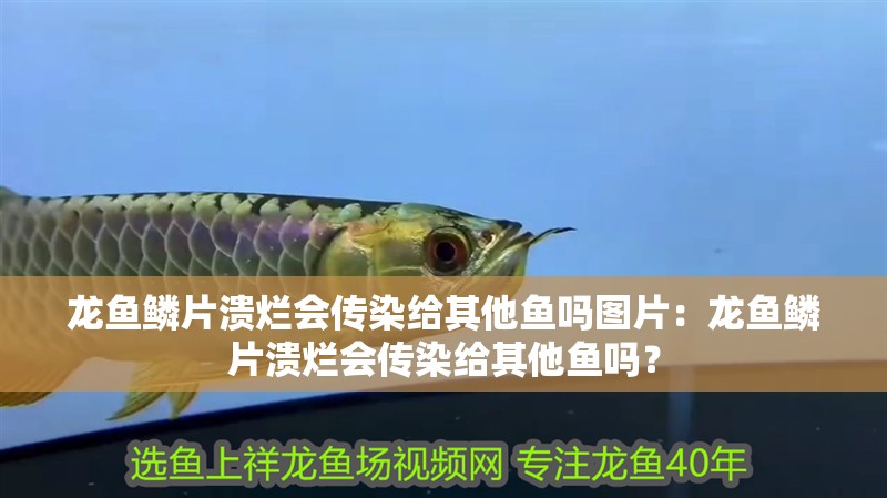龍魚(yú)鱗片潰爛會(huì)傳染給其他魚(yú)嗎圖片：龍魚(yú)鱗片潰爛會(huì)傳染給其他魚(yú)嗎？