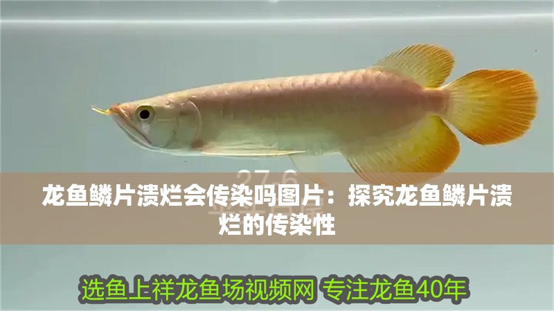 龍魚鱗片潰爛會傳染嗎圖片：探究龍魚鱗片潰爛的傳染性