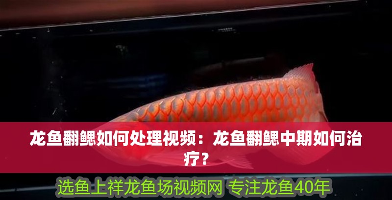 龍魚翻鰓如何處理視頻：龍魚翻鰓中期如何治療？