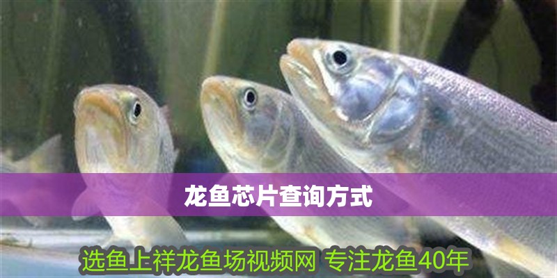 龍魚芯片查詢方式