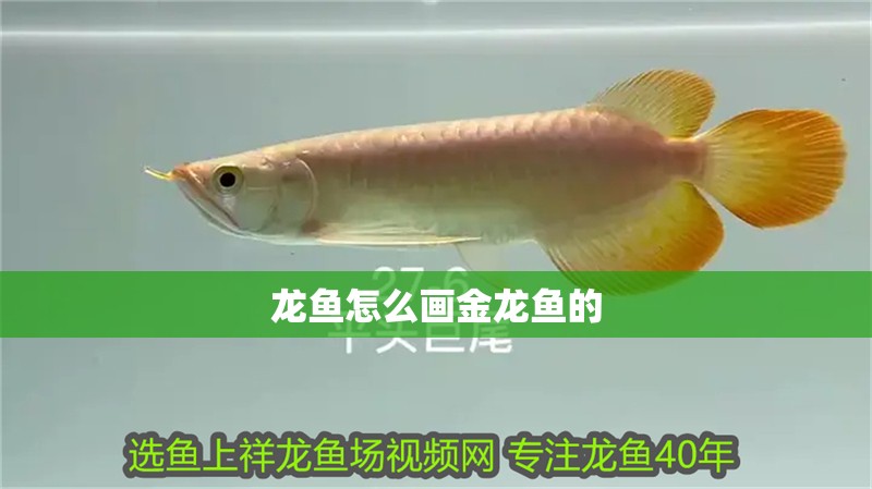 龍魚怎么畫金龍魚的