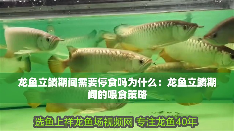 龍魚立鱗期間需要停食嗎為什么：龍魚立鱗期間的喂食策略