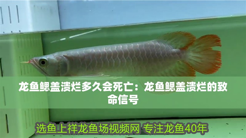 龍魚鰓蓋潰爛多久會(huì)死亡：龍魚鰓蓋潰爛的致命信號(hào)