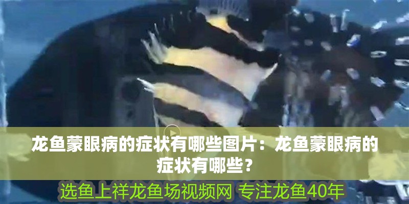 龍魚蒙眼病的癥狀有哪些圖片：龍魚蒙眼病的癥狀有哪些？