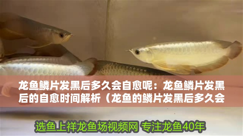 龍魚鱗片發黑后多久會自愈呢：龍魚鱗片發黑后的自愈時間解析（龍魚的鱗片發黑后多久會自愈）