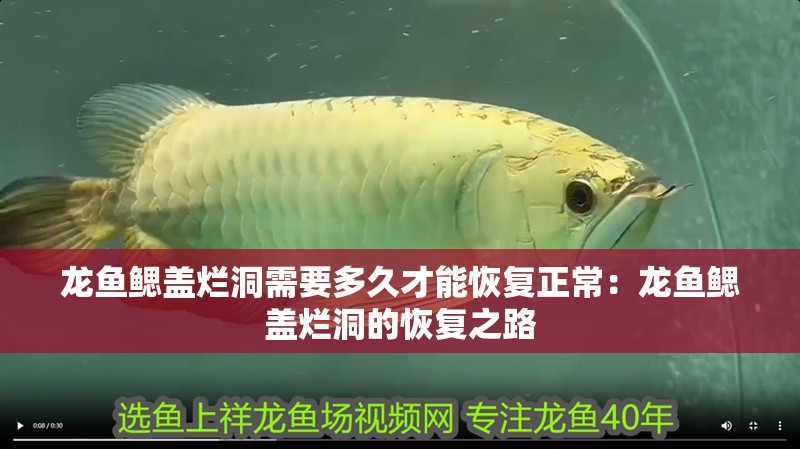 龍魚鰓蓋爛洞需要多久才能恢復正常：龍魚鰓蓋爛洞的恢復之路 龍魚鰓蓋爛洞需要多久才能恢復正常：龍魚鰓蓋爛洞的恢復之路 水族問答