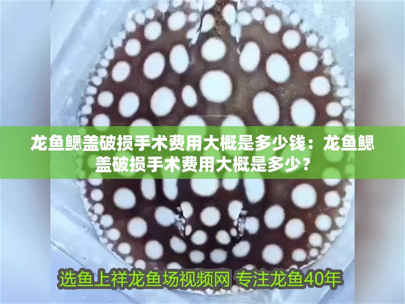 龍魚鰓蓋破損手術費用大概是多少錢：龍魚鰓蓋破損手術費用大概是多少？