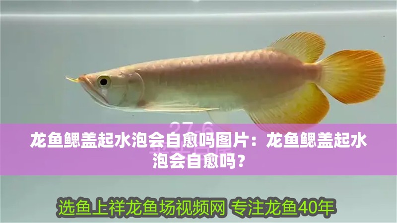龍魚鰓蓋起水泡會自愈嗎圖片：龍魚鰓蓋起水泡會自愈嗎？