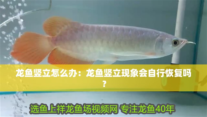 龍魚豎立怎么辦：龍魚豎立現象會自行恢復嗎？