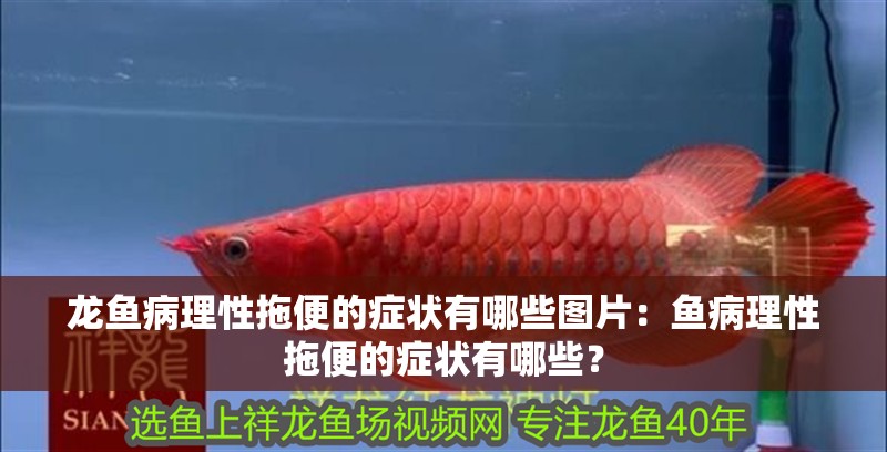 龍魚病理性拖便的癥狀有哪些圖片：魚病理性拖便的癥狀有哪些？