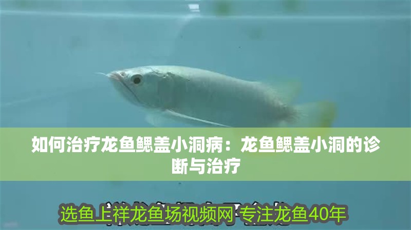 如何治療龍魚鰓蓋小洞?。糊堲~鰓蓋小洞的診斷與治療