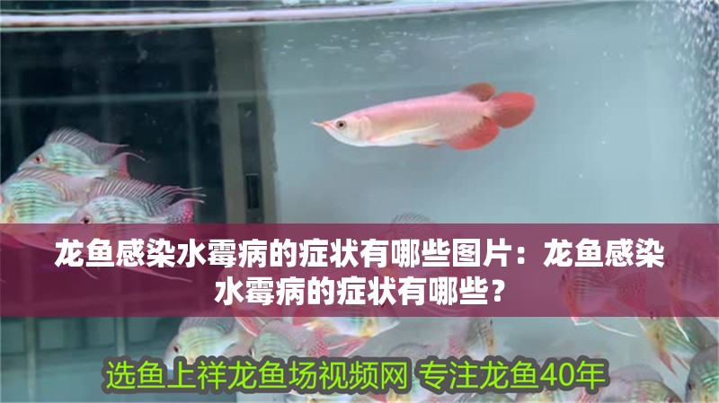 龍魚感染水霉病的癥狀有哪些圖片：龍魚感染水霉病的癥狀有哪些？