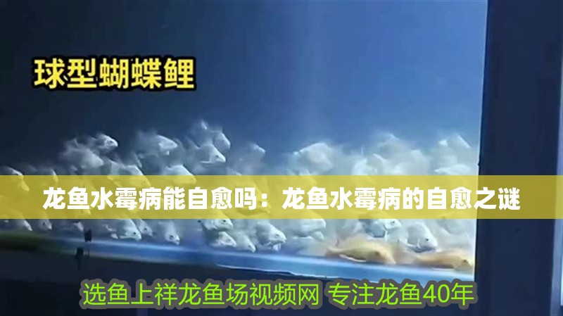 龍魚水霉病能自愈嗎：龍魚水霉病的自愈之謎