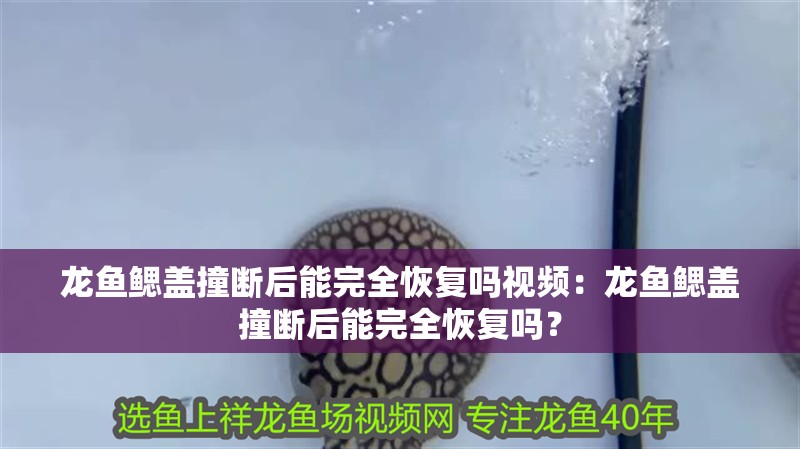 龍魚鰓蓋撞斷后能完全恢復嗎視頻：龍魚鰓蓋撞斷后能完全恢復嗎？