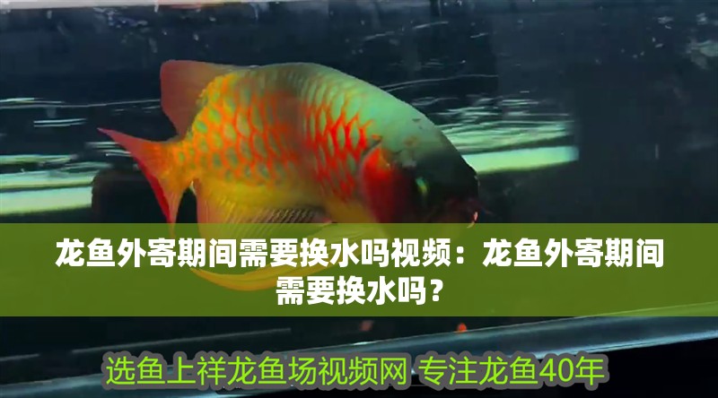 龍魚外寄期間需要換水嗎視頻：龍魚外寄期間需要換水嗎？