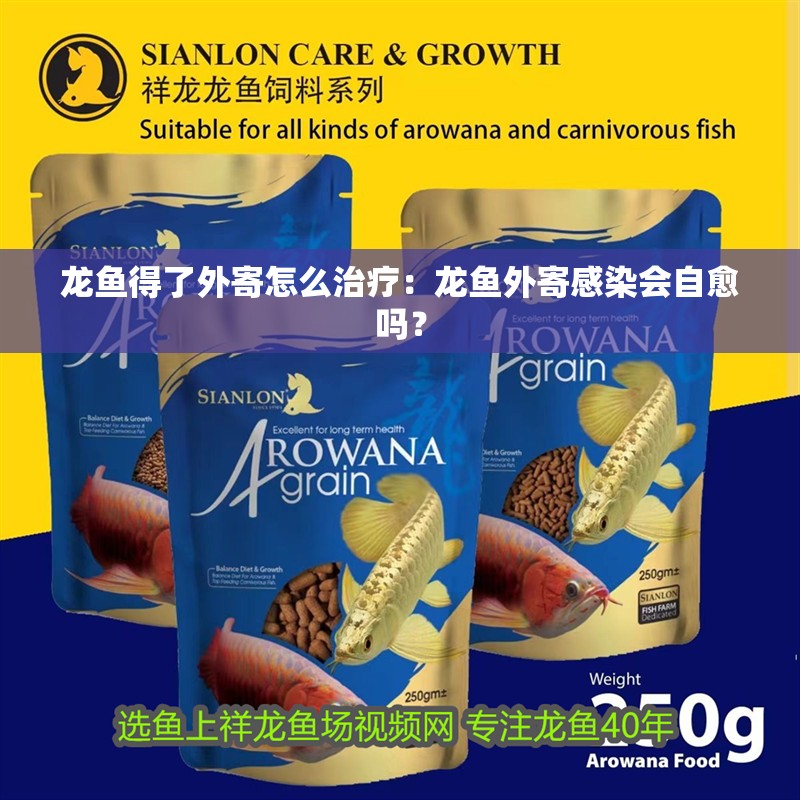 龍魚得了外寄怎么治療：龍魚外寄感染會自愈嗎？