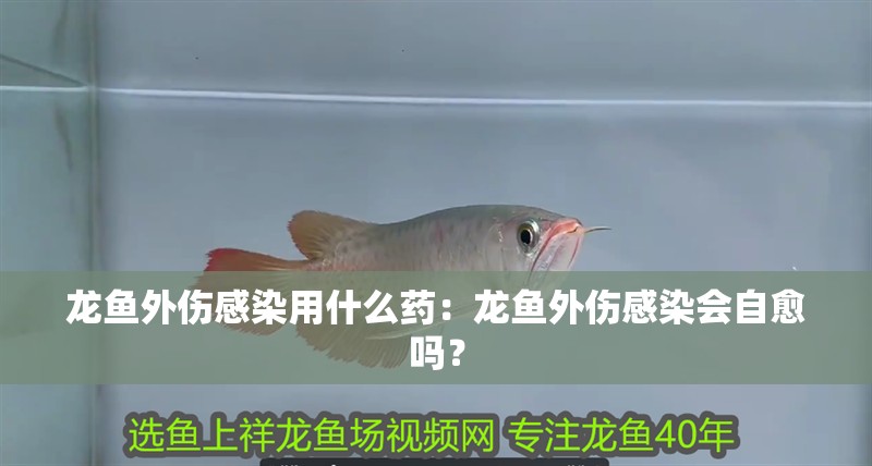 龍魚外傷感染用什么藥：龍魚外傷感染會自愈嗎？