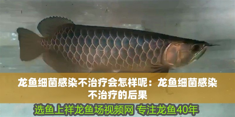 龍魚細(xì)菌感染不治療會怎樣呢：龍魚細(xì)菌感染不治療的后果
