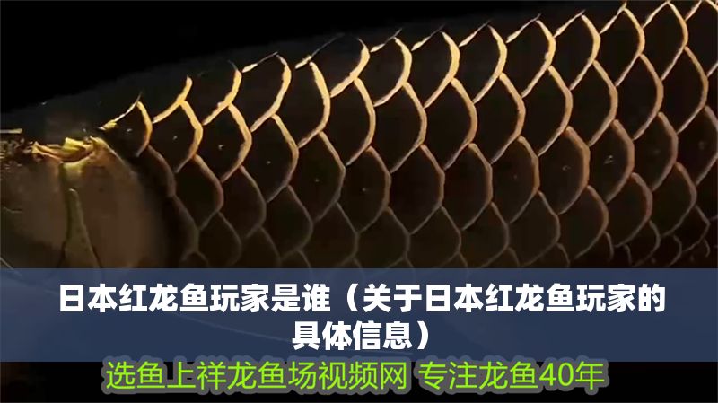 日本紅龍魚玩家是誰（關(guān)于日本紅龍魚玩家的具體信息）