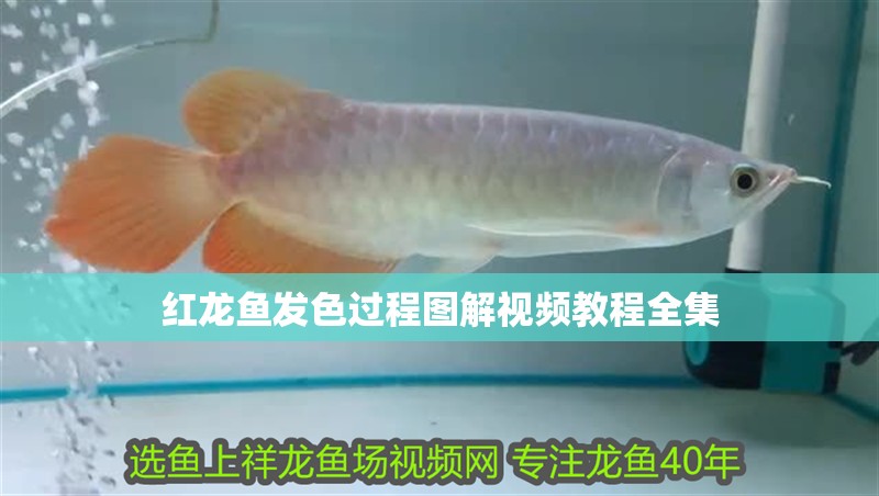 紅龍魚發色過程圖解視頻教程全集