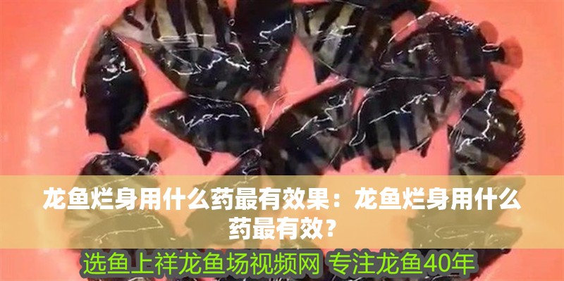 龍魚爛身用什么藥最有效果：龍魚爛身用什么藥最有效？